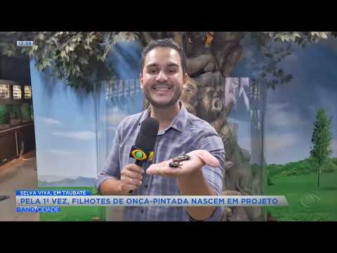 Pela 1ª vez, filhotes de onça-pintada nascem em projeto de Taubaté